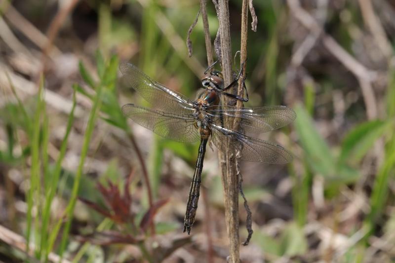 Photo of American Emerald