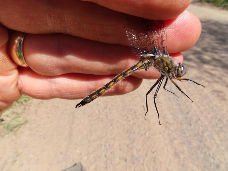 Photo of Beaverpond Baskettail