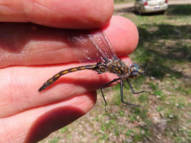 Photo of Beaverpond Baskettail