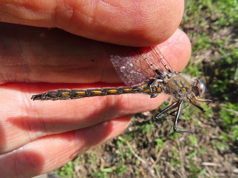 Photo of Beaverpond Baskettail