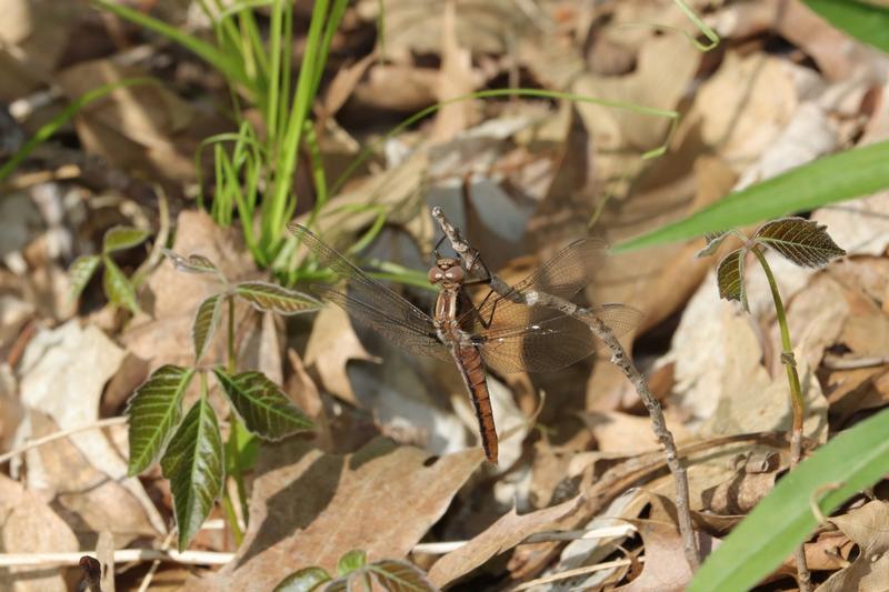 Photo of Chalk-fronted Corporal