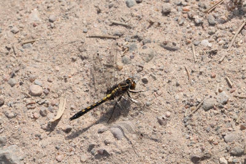 Photo of Dot-tailed Whiteface