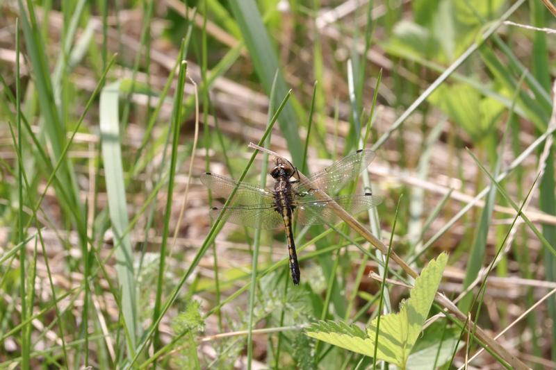 Photo of Dot-tailed Whiteface