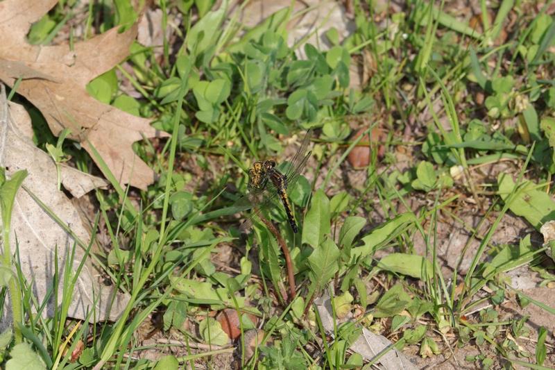 Photo of Dot-tailed Whiteface