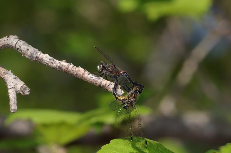 Photo of Hudsonian Whiteface