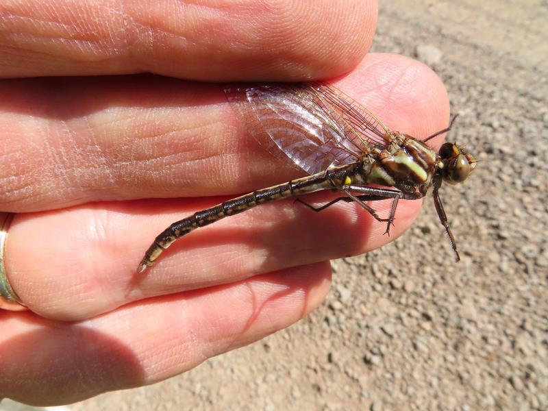 Photo of Ashy Clubtail