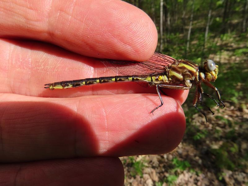 Photo of Ashy Clubtail