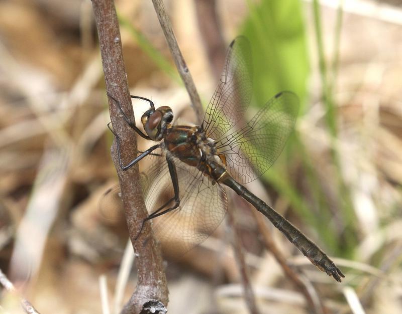 Photo of American Emerald