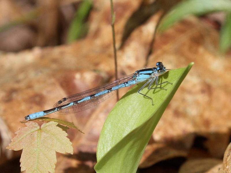 Photo of Boreal Bluet