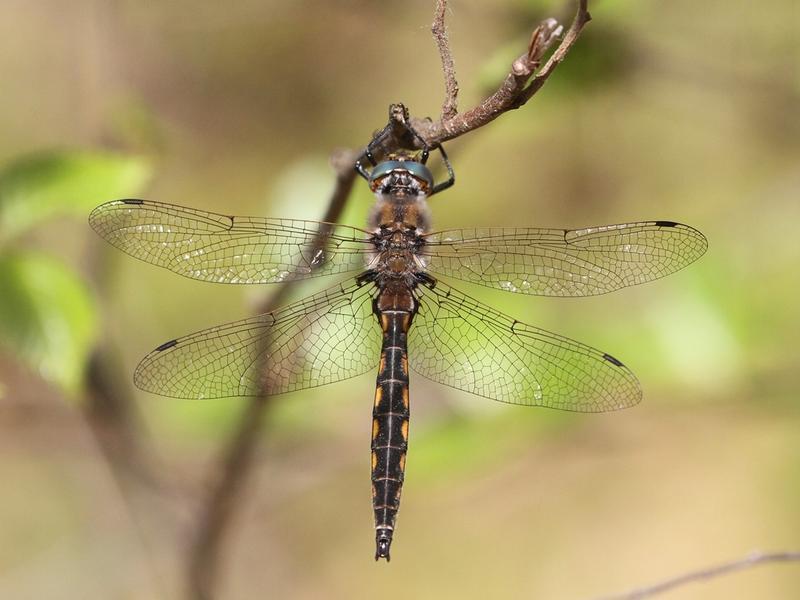 Photo of Beaverpond Baskettail