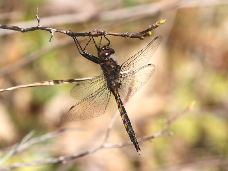 Photo of Spiny Baskettail