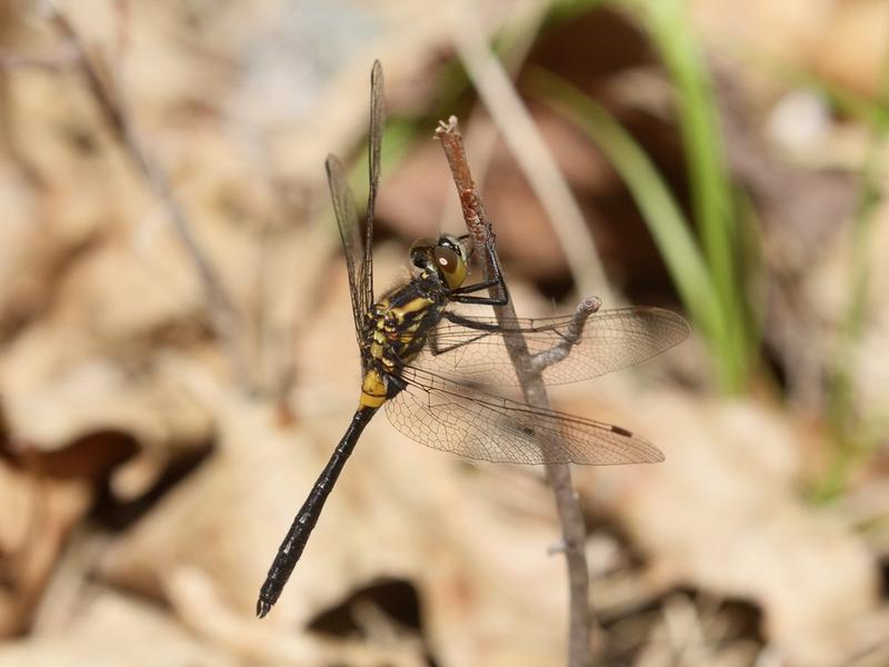 Photo of Belted Whiteface