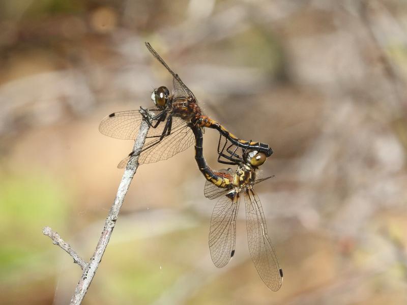 Photo of Hudsonian Whiteface