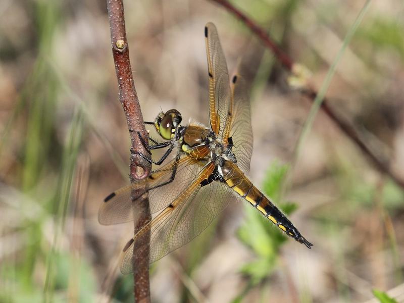 Photo of Four-spotted Skimmer