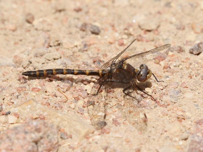 Photo of Ringed Boghaunter