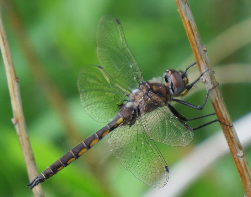 Photo of Spiny Baskettail