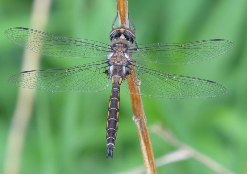 Photo of Spiny Baskettail