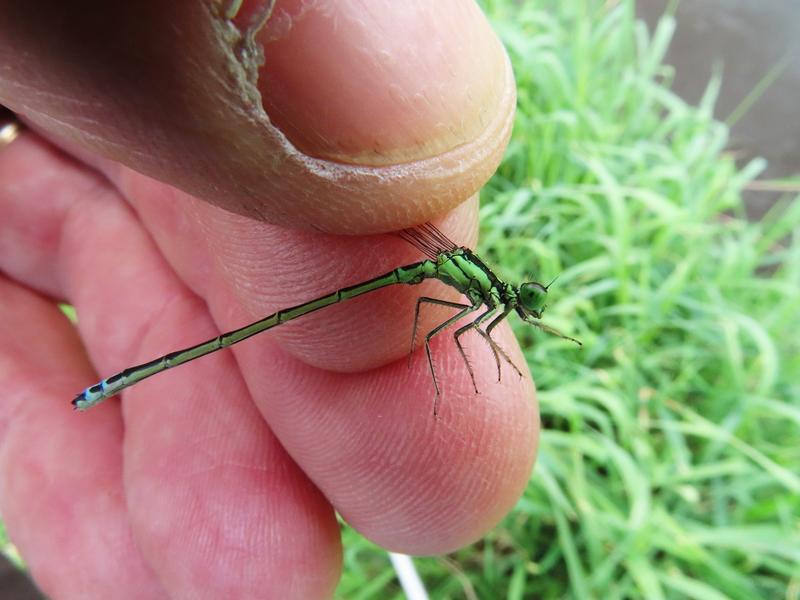Photo of Eastern Forktail