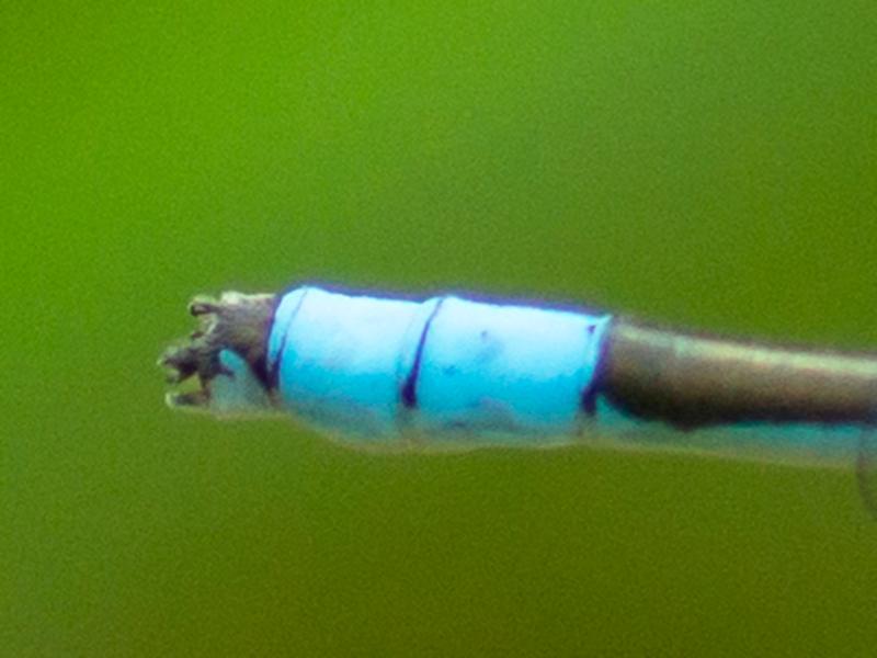 Photo of Marsh Bluet
