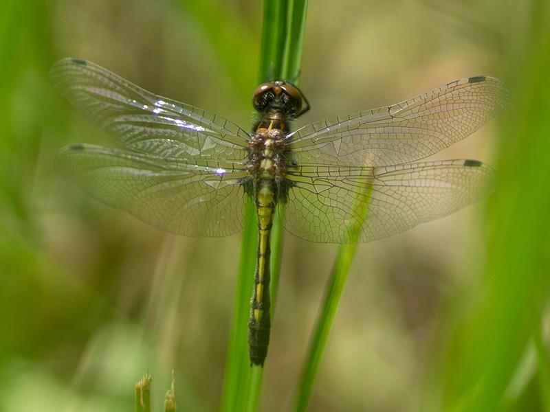 Photo of Dot-tailed Whiteface