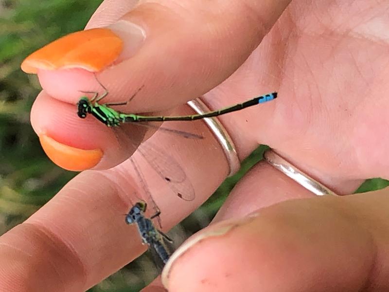 Photo of Eastern Forktail