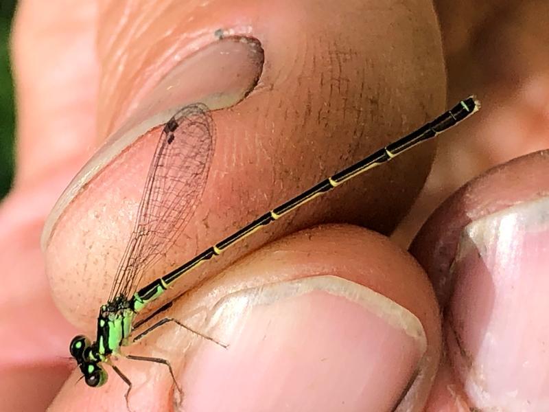 Photo of Fragile Forktail