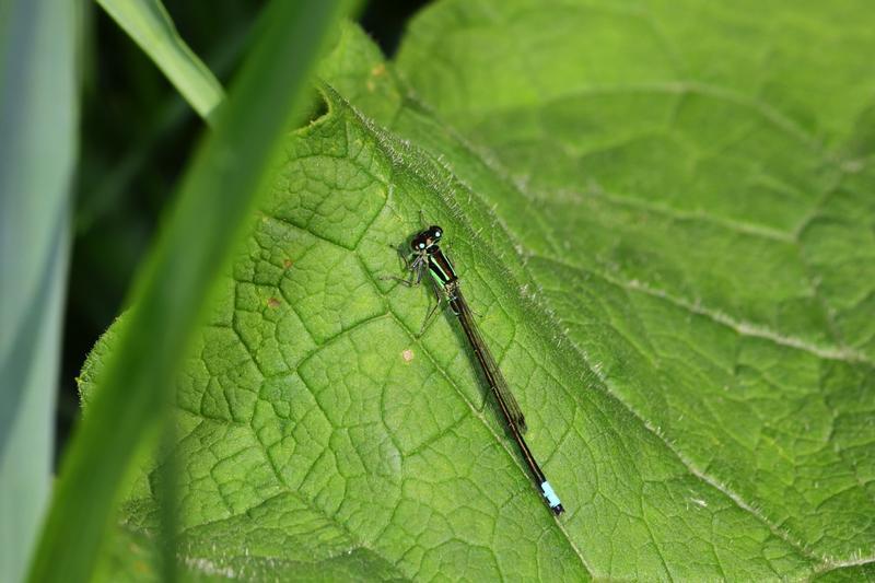 Photo of Eastern Forktail