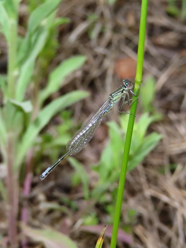 Photo of Eastern Forktail