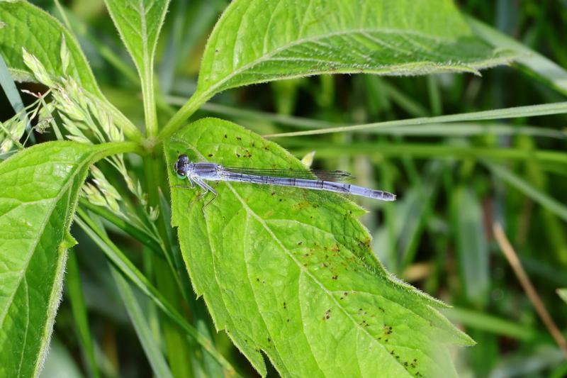 Photo of Eastern Forktail