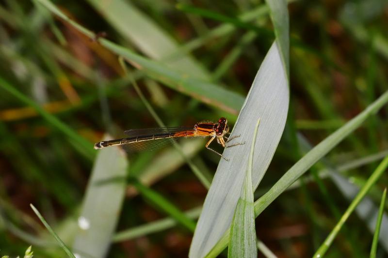 Photo of Eastern Forktail