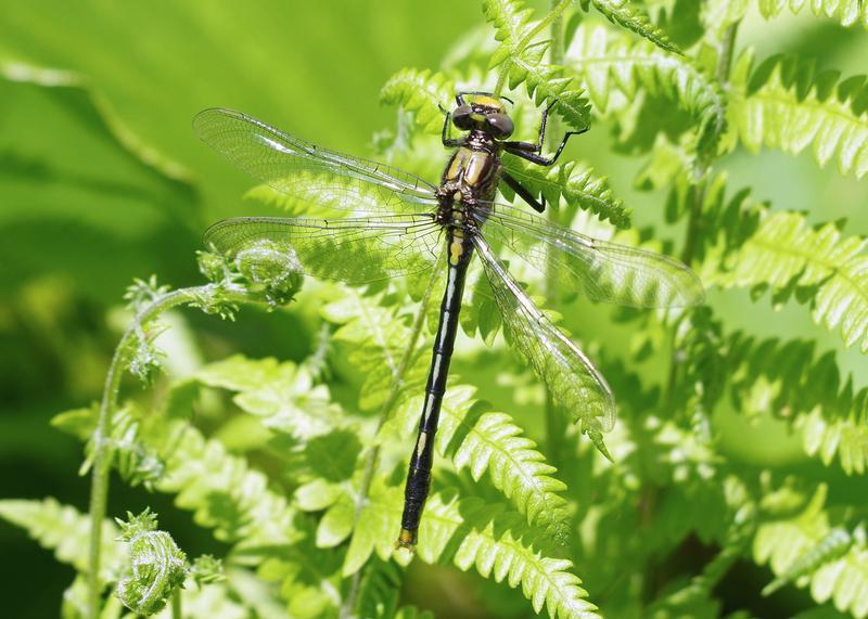 Photo of Lilypad Clubtail