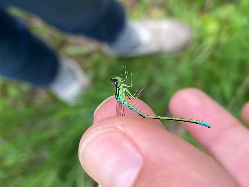 Photo of Taiga Bluet
