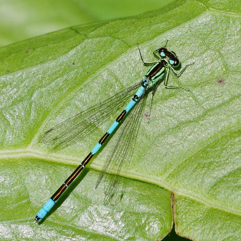 Photo of Taiga Bluet