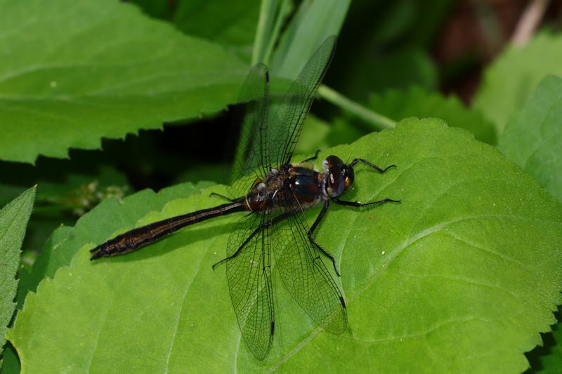 Photo of American Emerald