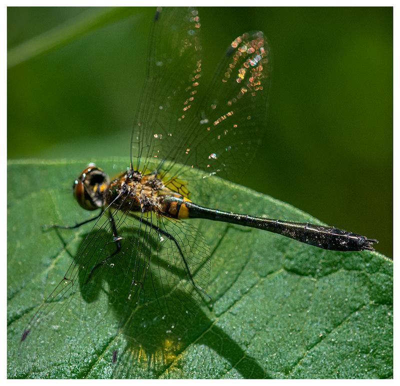 Photo of Racket-tailed Emerald