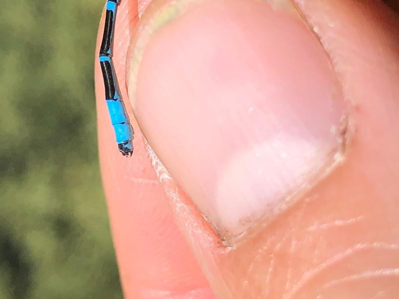 Photo of Boreal Bluet