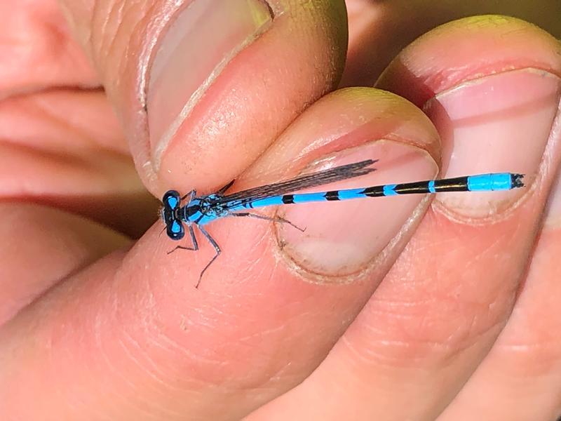 Photo of Boreal Bluet