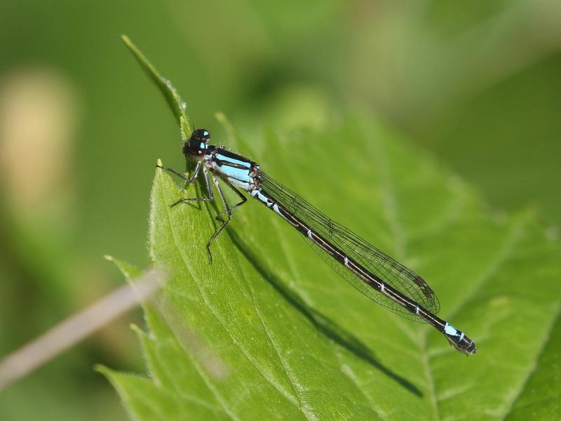 Photo of Skimming Bluet