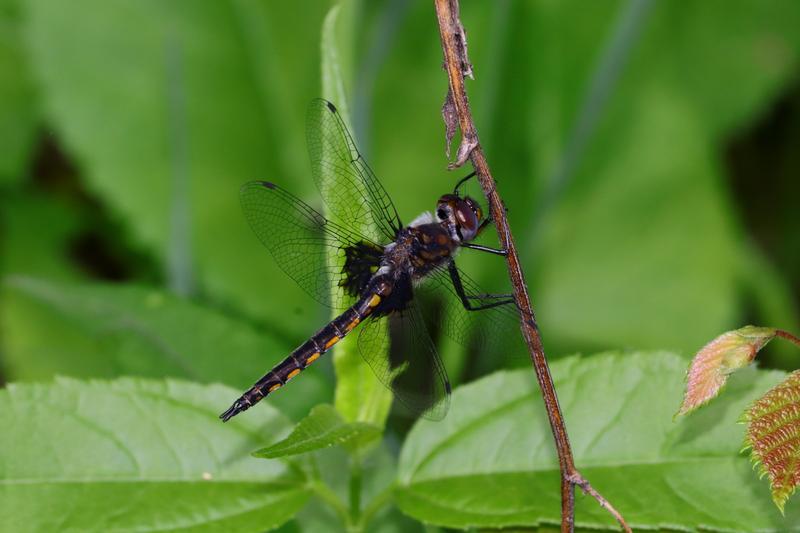 Photo of Common Baskettail