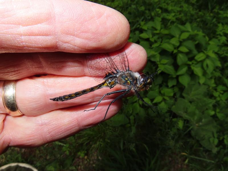 Photo of Spiny Baskettail