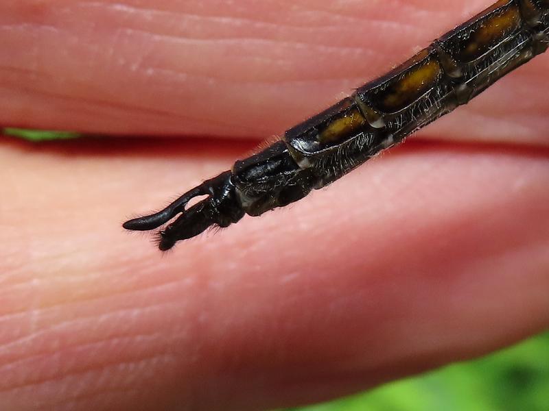 Photo of Spiny Baskettail