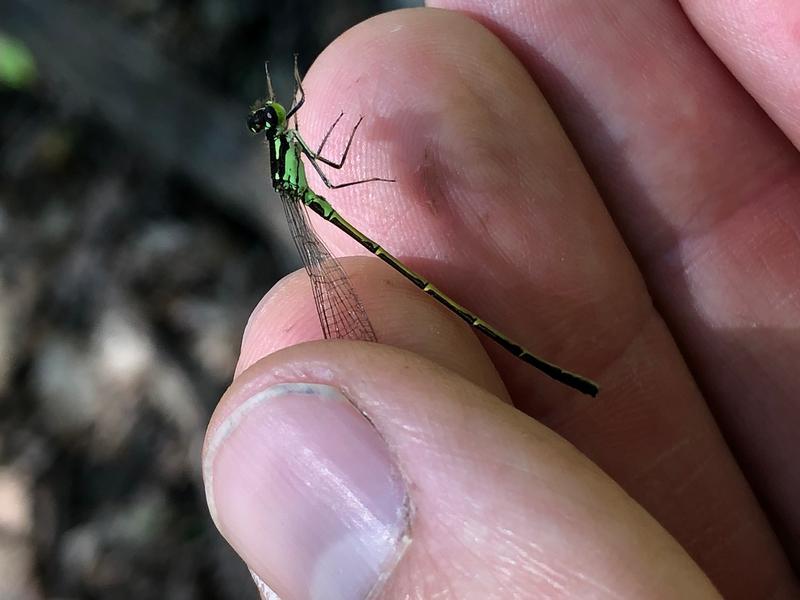 Photo of Fragile Forktail