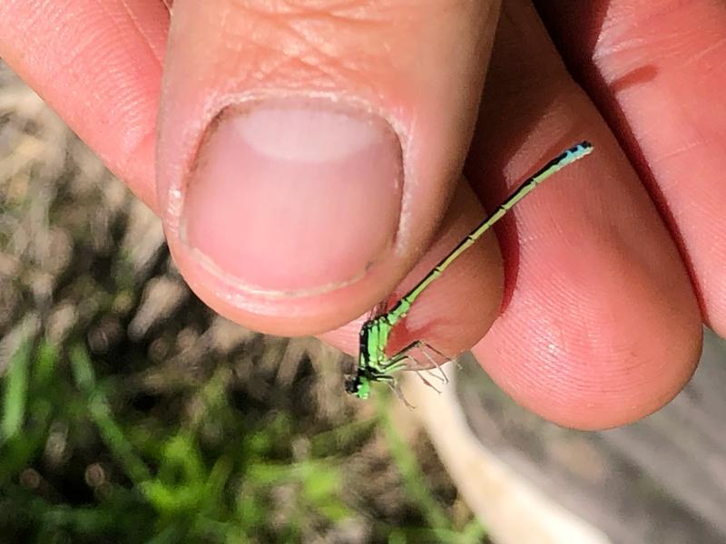 Photo of Eastern Forktail