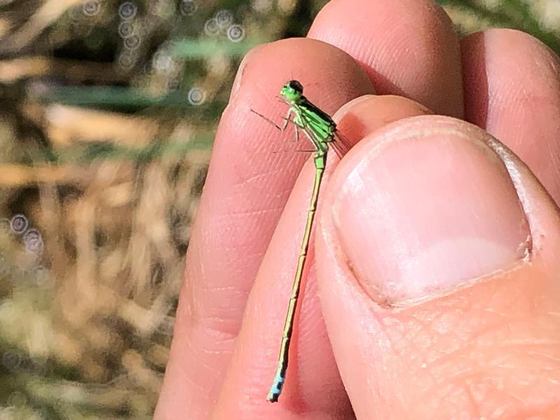 Photo of Eastern Forktail