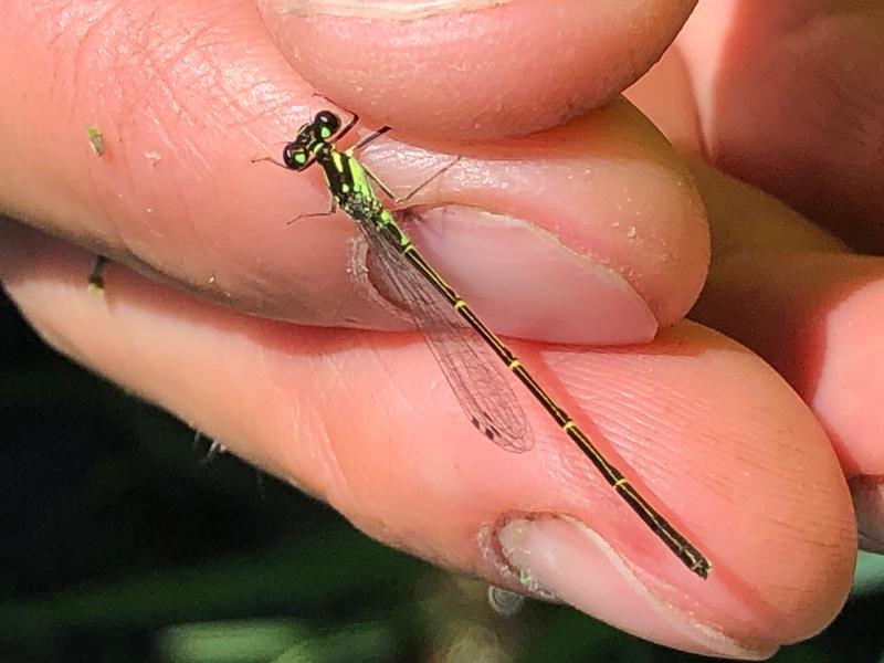 Photo of Fragile Forktail