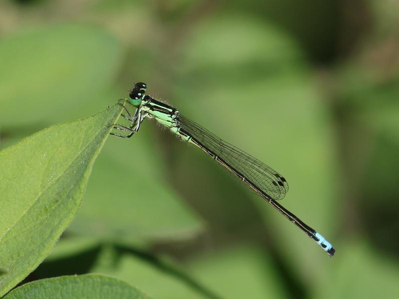 Photo of Eastern Forktail