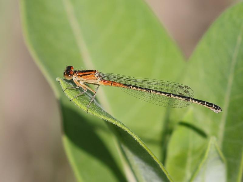 Photo of Eastern Forktail