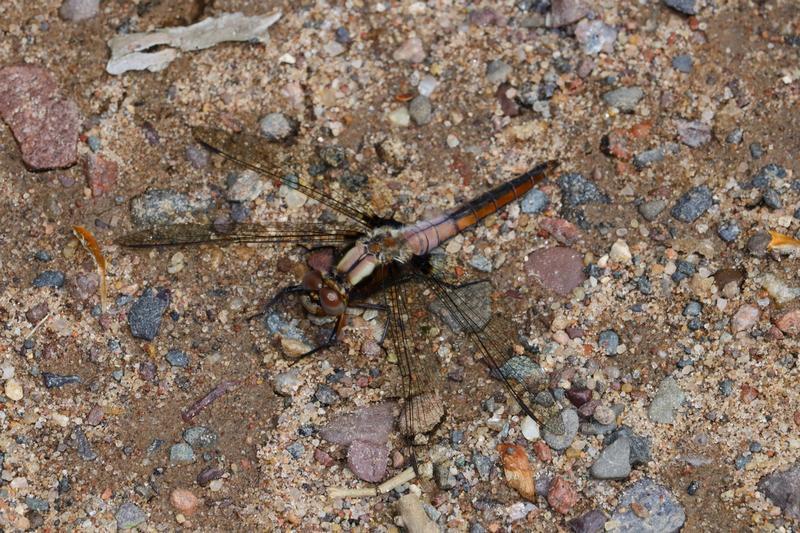 Photo of Chalk-fronted Corporal