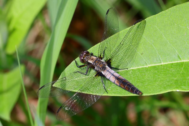 Photo of Chalk-fronted Corporal