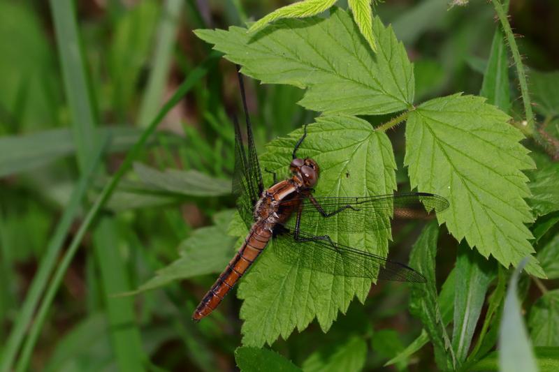 Photo of Chalk-fronted Corporal